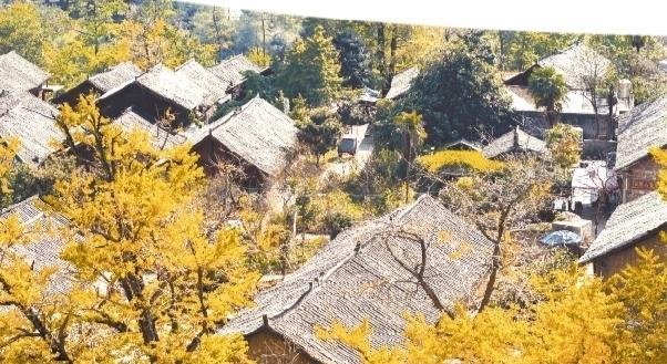 妥乐古银杏景区。本报记者 尚宇杰 摄