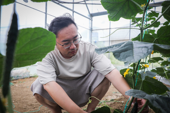 沈子杰在大棚内工作。