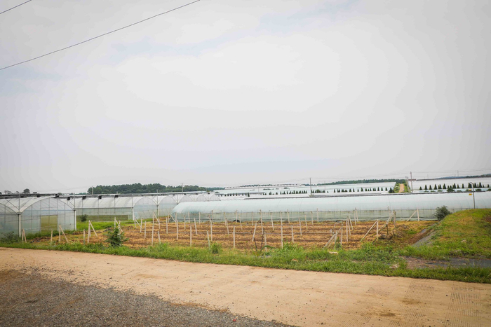 蔬菜基地内的大棚，这里主要以种植绿叶菜、瓜果为主。