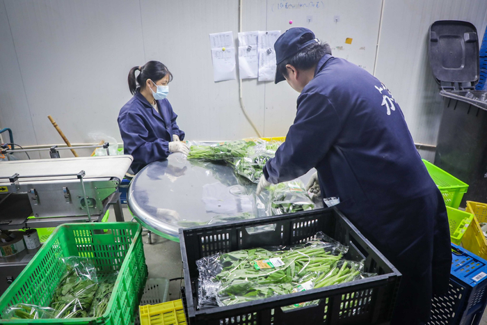 沈子杰的有机蔬菜基地内，工人们正在分拣新鲜蔬菜。