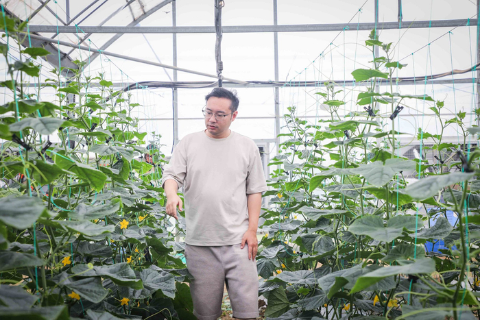 沈子杰正在检查黄瓜大棚的采收情况。