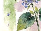 花寄廉语丨藿香花：芳香化浊 正气自华