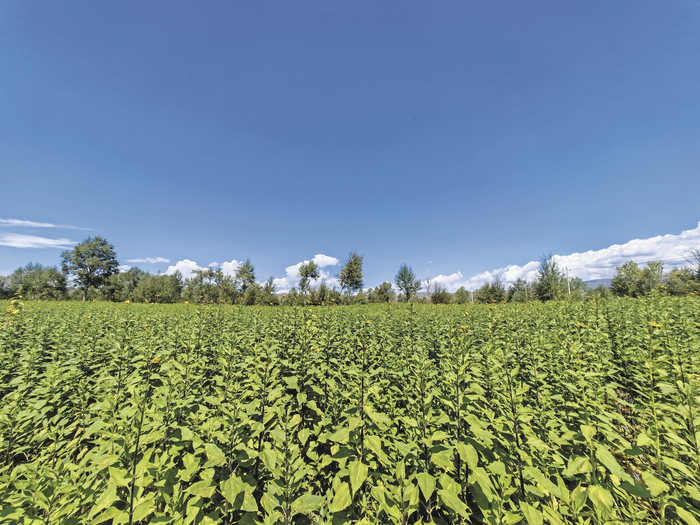 大通县新庄镇的菊芋示范种植基地。本报记者 王杜鹃 摄