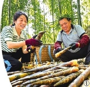 赤水市宝源乡联华村竹笋采摘。资料图（赤水市融媒体中心供图）