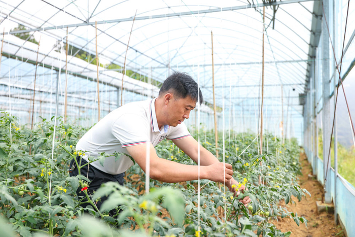 9月15日，在重庆市綦江区石壕镇石泉村，村民在标准化蔬菜大棚内固定番茄苗。新华社记者黄伟 摄