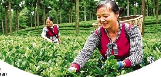 凤冈县田坝社区村民采茶。资料图      （凤冈县融媒体中心供图）