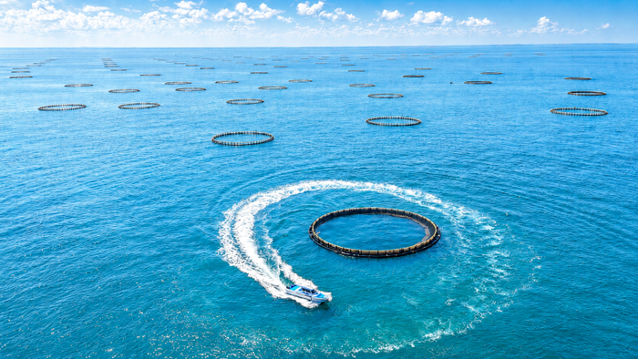 湛江海洋牧场 / 图源：湛江发布