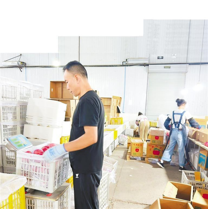     车间工人在对苹果进行称重。 本版图片摄影：新甘肃·甘肃日报记者 李永萍