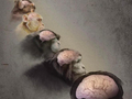 人脑为何布满“核桃纹”？科学家解析古老基因调控机制