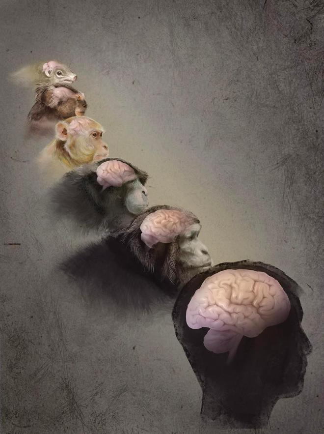 　　图为哺乳动物大脑的比对图。新华社发