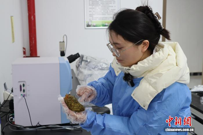 图为杨丽检查熊猫粪便，监测熊猫健康状况。　李一璠 摄