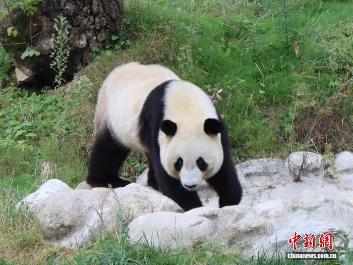 图为陕西省汉中市佛坪县的大熊猫。　李一璠 摄