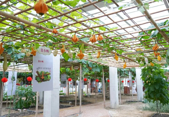 园内有不少造形奇特的植物。 杨证民 摄