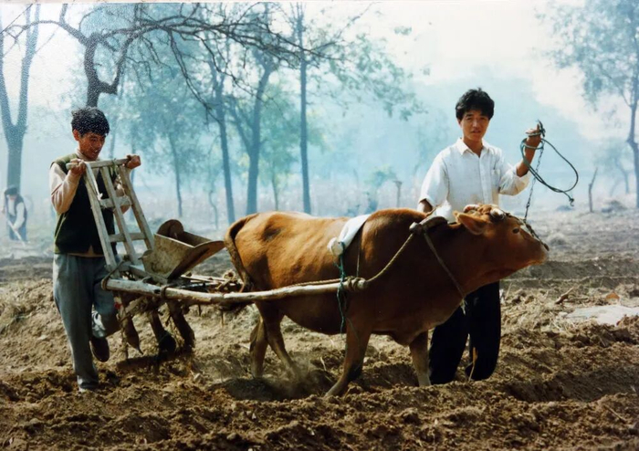 1996年，在河南濮阳，两位年轻村民拉着老牛耕地。