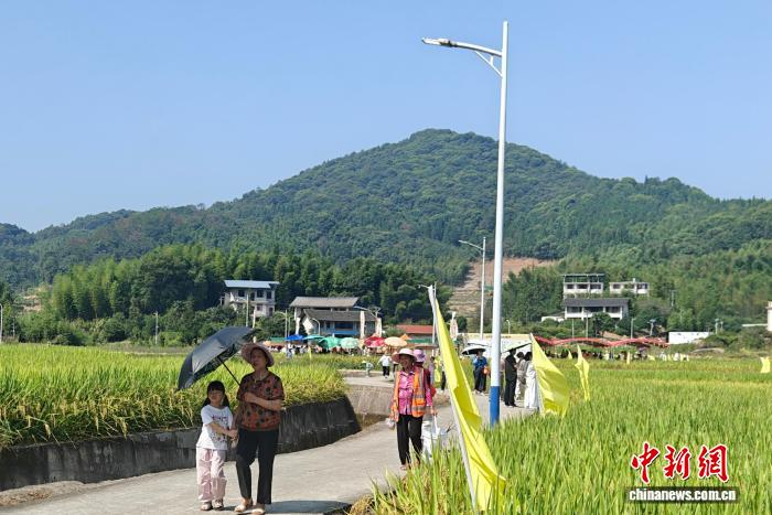 9月27日，福州市晋安区日溪乡点洋村迎来不少市民和游客。金秋时节，稻浪翻滚，如诗如画的乡村美景令人流连。叶秋云 摄