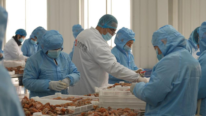 柿饼生产厂间，工作人员对柿饼进行抽样检验。陕西富平大方天玺绿色农业发展有限公司供图