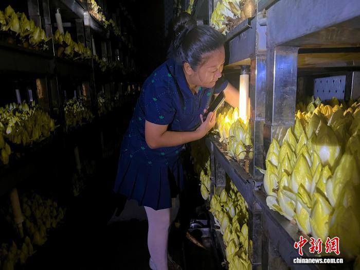 9月30日，禹道家庭农场，王俞拿着“手电”，仔细观察菊苣的长势。孙翼飞 摄