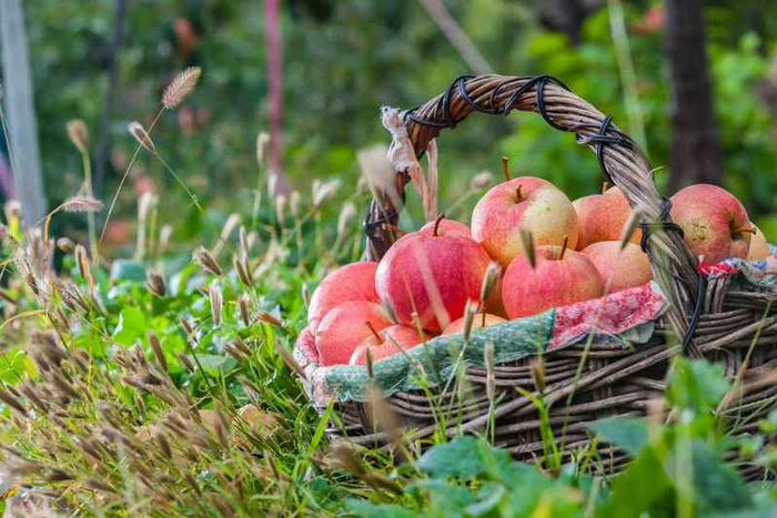 目前正值平谷佛见喜梨最佳尝鲜期。平谷区委宣传部供图