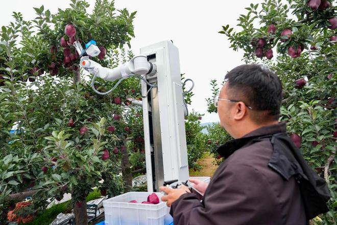 　　在天水市麦积区南山花牛苹果基地，技术人员操作苹果采摘机器人采摘花牛苹果。新华社记者 郎兵兵 摄