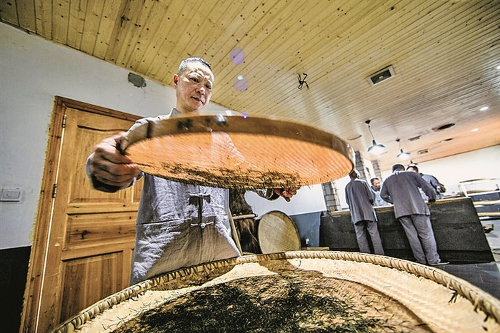 恩施玉露传统制作技艺中的精选环节。图片由恩施土家族苗族自治州委宣传部提供