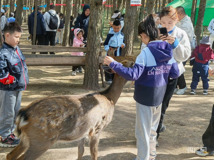 迷雾森林的鹿园里，孩子们与梅花鹿亲密互动（央广网记者  邵玉琴  摄）