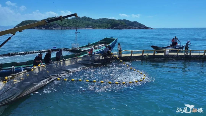 城区持续推进现代化海洋牧场建设。图为城区海洋牧场开始起鱼现场。
