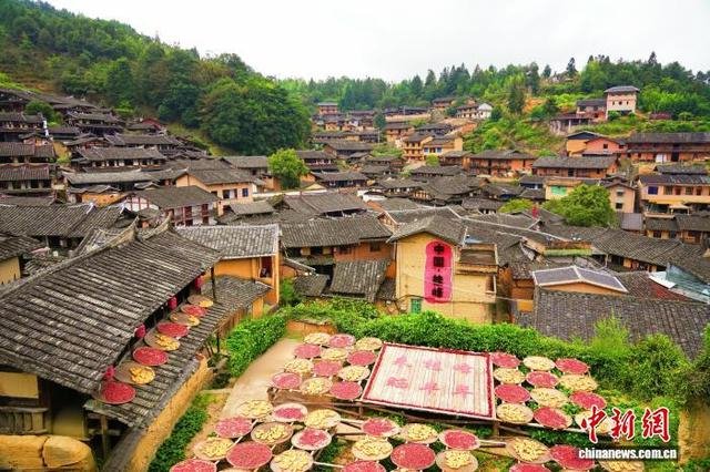 图为福建省三明市尤溪县桂峰村的村民们忙着“晒秋”，引得游客纷纷前往观赏。陈金华 供图
