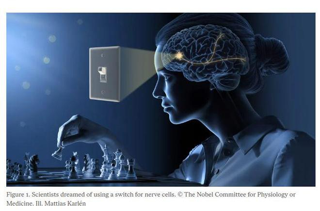 科学家们曾梦想利用神经细胞的开关。图片来源：诺贝尔奖官网