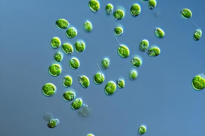 图｜莱茵衣藻（来源：science source）
