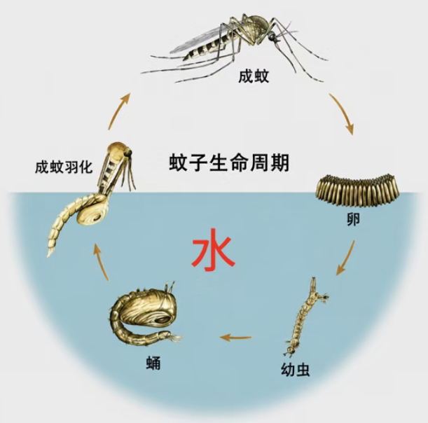 蚊子的一生大致要经历卵、幼虫、蛹、成虫四个阶段。在它长成会咬人的样子之前，它都得在水里。