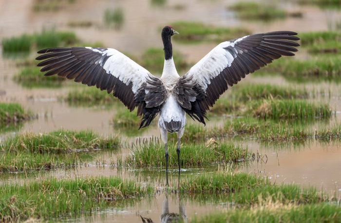 2025年6月4日拍摄的在西藏那曲市申扎县周边湿地里栖息的黑颈鹤。新华社记者 旦增尼玛曲珠 摄