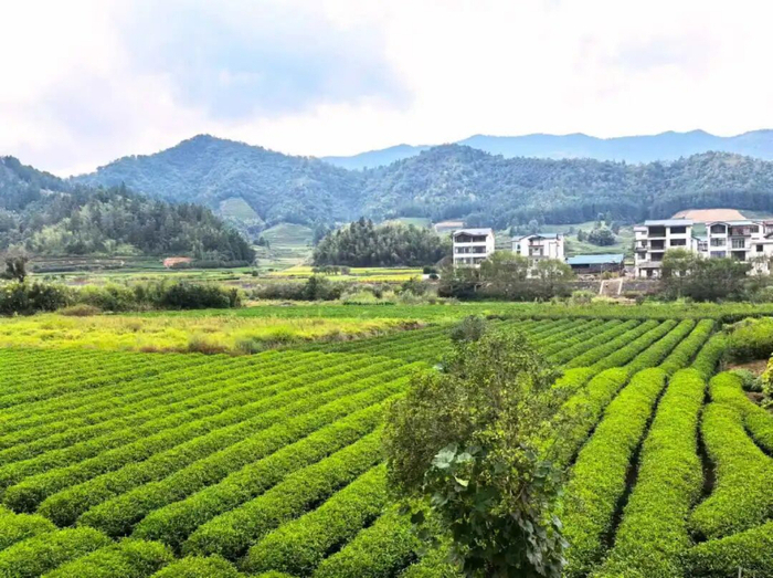  武夷山国家公园1号风景道旁的茶园。（裴礼辉 摄）
