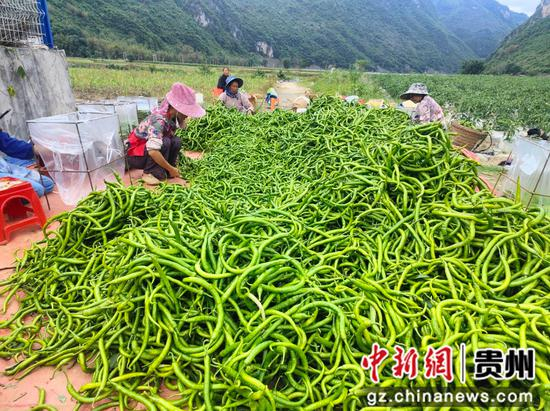 望谟县乐旺坝区蔬菜种植基地，工人们正在采摘分拣辣椒。