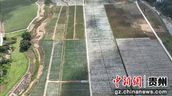 望谟县乐旺坝区蔬菜种植基地航拍图