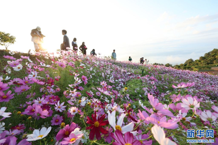 10月7日，游客在云南省景洪市基诺山基诺族乡巴卡村游玩。新华社发（李云生摄）