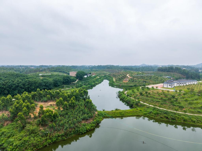 化州市那务镇的化橘红种植基地。 本文图除注明外均为受访者供图
