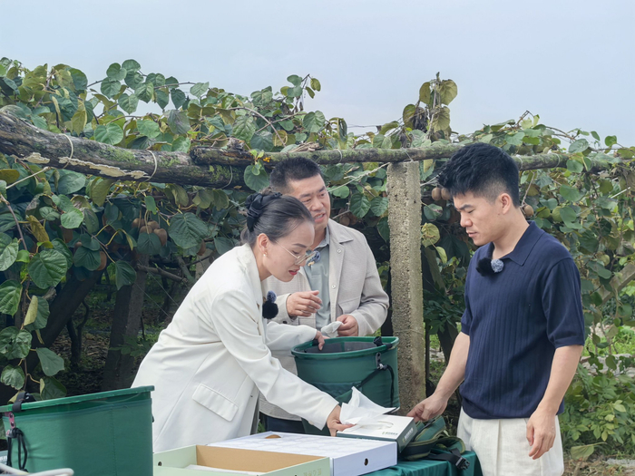    董宇辉和嘉宾包装猕猴桃 上证报记者 刘暄 摄  