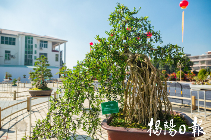 普宁黄杨盆景是当地花卉苗木产业的重要经济支柱之一。