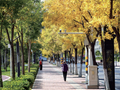 【图片新闻】平凉崆峒区城市道路秋叶鎏金