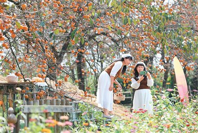 近日，游客在四川省乐山市五通桥区汤家坝村的柿子园内拍照打卡。李华时摄（人民视觉）