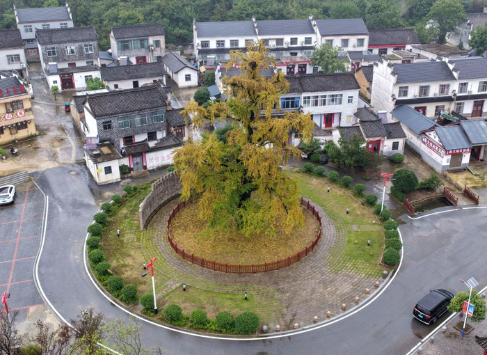   这是9月28日拍摄的河南省罗山县何家冲村红二十五军长征出发集结地的古银杏树。新华社记者李嘉南 摄