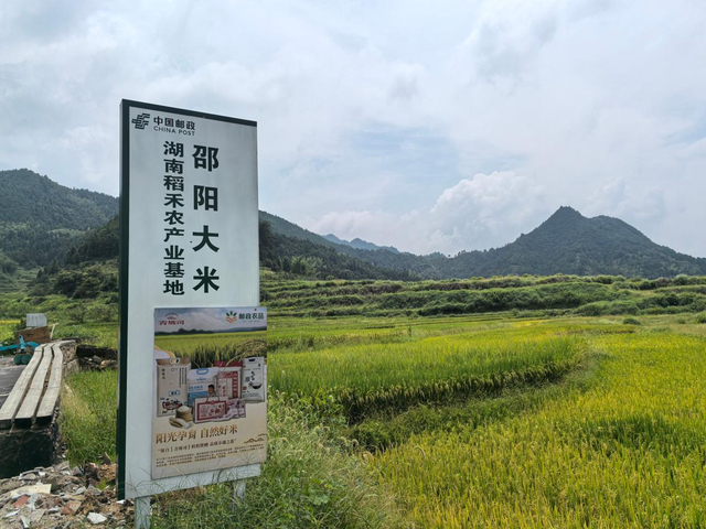 （图为稻禾农业产业基地。夏治斌/摄影）