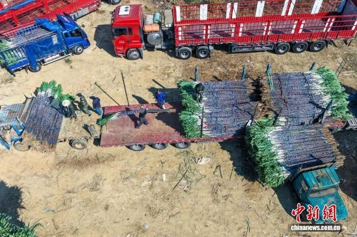 图为蔗农在把甘蔗装车。方永涛 摄