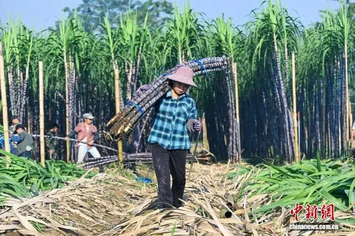 图为蔗农正在搬运捆扎好的甘蔗。方永涛 摄