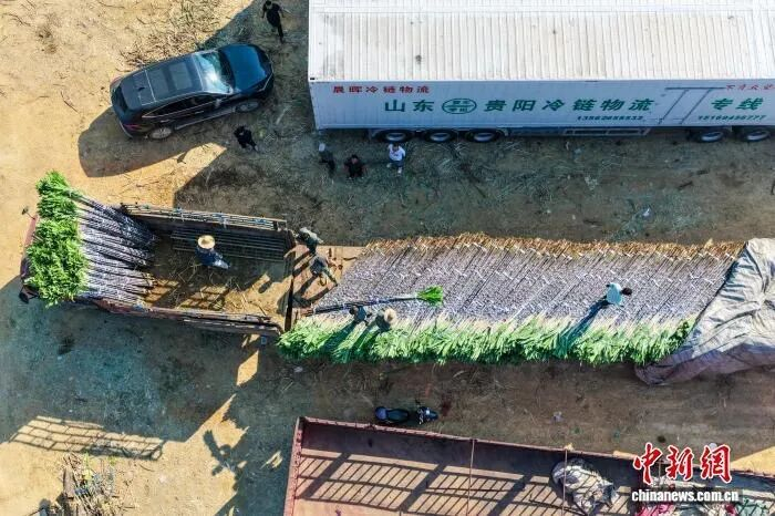 图为蔗农在把甘蔗装车。方永涛 摄