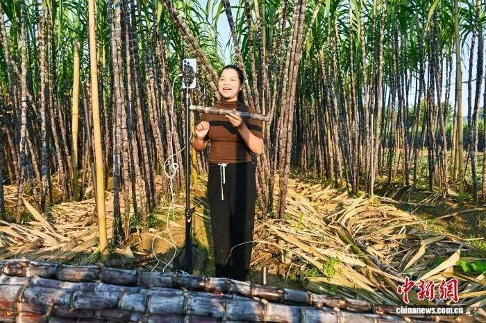图为蔗农在蔗田间通过直播销售甘蔗。方永涛 摄