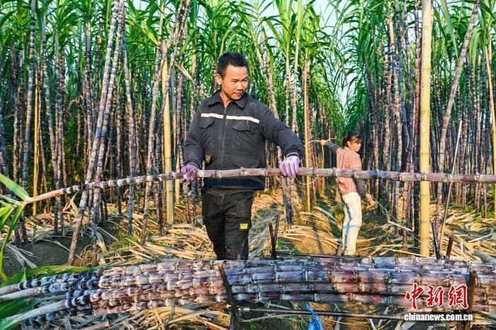 图为蔗农在果地里砍甘蔗后，将其摆放好，方便运输。方永涛 摄
