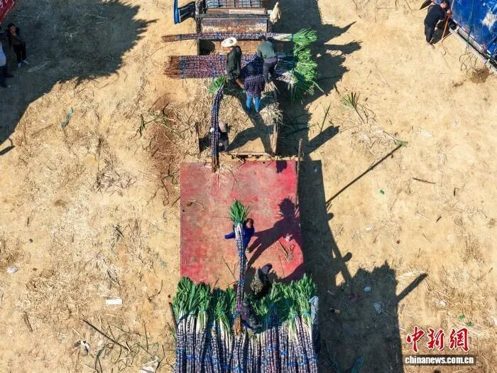 图为蔗农在把甘蔗装车。方永涛 摄