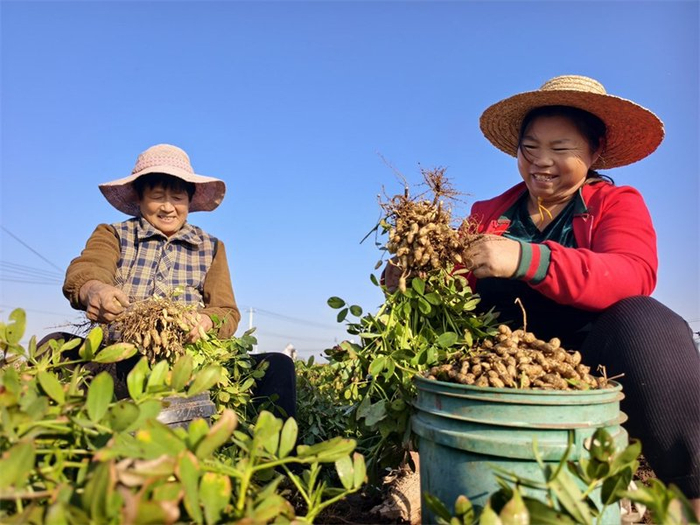 10月7日，新乐市西岳村农民在采收花生。