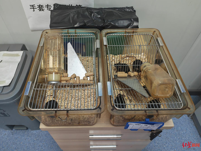 ▲陈科实验室里的小鼠